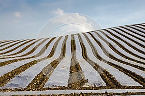 Protective covering over crops