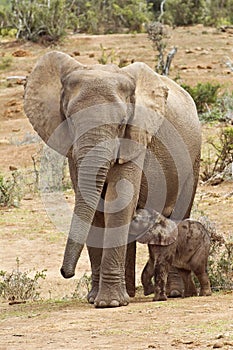 Protective Elephant Mother