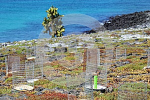 Protective fences around opuntia cacti seedlings on South Plaza Island, Galapagos National Park, Ecuador