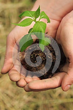 Protective hands planting