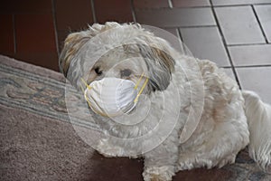 Protective mask for a havanese puppy
