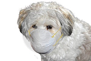 Protective mask for a havanese puppy