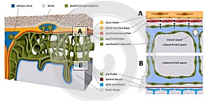 Protective membranes covering the brain. Meninges: Dura mater, Arachnoid, and Pia mater. Cross section of the human brain. Layers photo