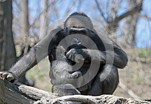 Protective Mother Gorilla