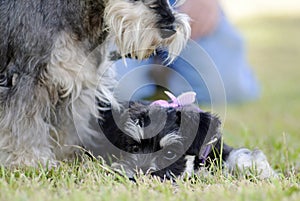 Protective mother Schnauzer dog guarding over baby puppy photo