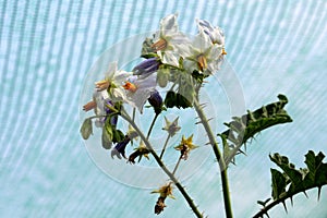 Protective net over Litchi tomato or Solanum sisymbriifolium plant with white flowers surrounded with fruits in spiny green husk