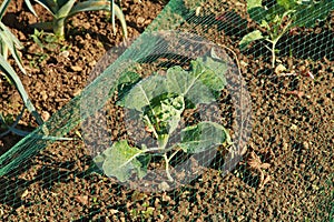 Protective netting on cabbages in a vegetable garden