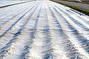 Protective sheeting placed over agricultural crops