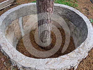 Protective structures of annular shape around the tree photo