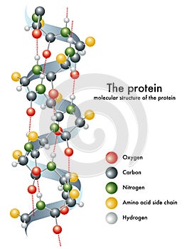 Protein