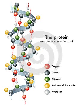 Protein photo