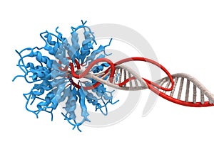 Of a protein complex bound to a dna molecule on