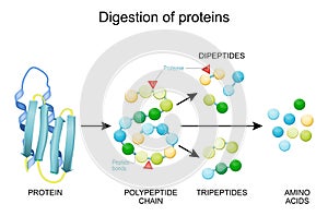 Protein Digestion. Enzymes