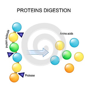 Protein digestion. Enzymes proteases are digestion breaks the protein into single amino acids photo