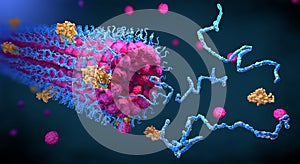 Protein enzymes fold into their structure to fulfill their function