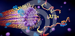 Protein enzymes fold into their structure to fulfill their function