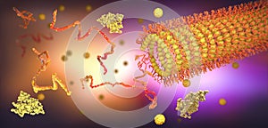 Protein enzymes fold into their structure to fulfill their function