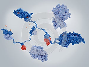 The protein kinase A in it`s active and inactive forms