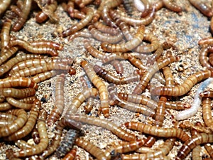 Protein mealworms that are suitable for magpie birds.