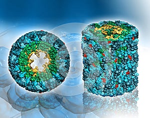 Protein molecule â€“ Hemocyanin-top and front view