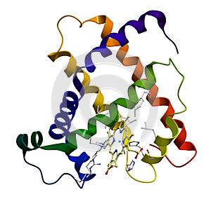 Protein myoglobin molecule