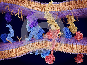 The protein PD-1 is a checkpoint to slow down T-cells.