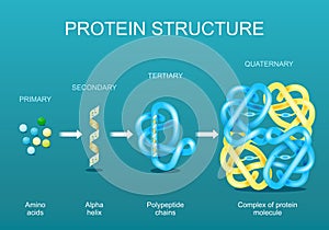 Protein structure