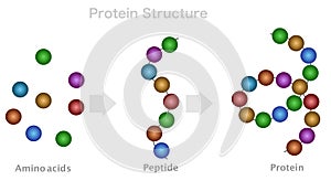 Protein structure, amino acid, peptide chain, polypeptide. DNA formation, protein compound digestion. Bonds. illustration Vector