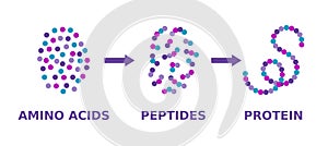 Protein structure. Amino acids, peptides, protein. Proteins formation model.