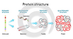 Protein structure levels. From Amino acid to Alpha helix, Beta sheet, peptide, and protein molecule photo