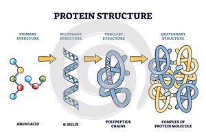 Protein structure levels from amino acid to complex molecule outline diagram