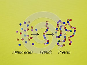 Protein structure levels: primary, secondary, tertiary and quaternary. The structural components of a protein.