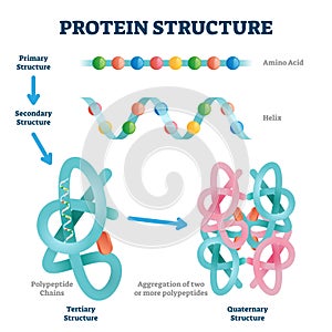 Protein structure vector illustration. Labeled amino acid chain molecules.