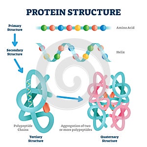 Protein structure vector illustration. Labeled amino acid chain molecules. photo