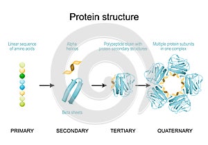 Protein structure. vector poster for infographics