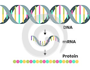 Protein syntesis schematic illustration. Illustration of the DNA, mRNA and polypeptide chain isolated on white photo