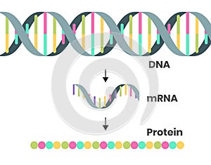 Protein syntesis schematic illustration. Illustration of the DNA, mRNA and polypeptide chain isolated on white