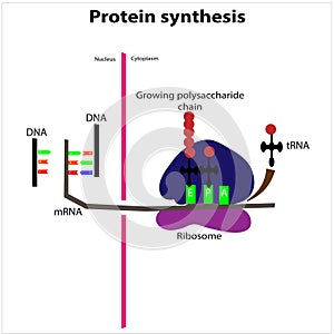 Protein synthesis process transcription translation ribosomes rna