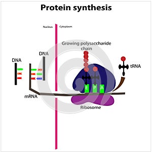 Protein synthesis process transcription translation ribosomes rna photo