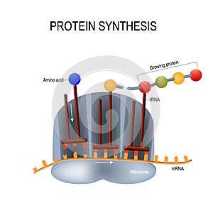 Protein Synthesis. Ribosome assemble protein molecules. photo