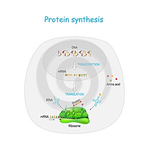 Protein synthesis. translation