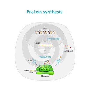 Protein synthesis. translation photo