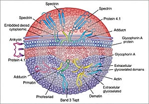 Proteins like Spectrin and Glycophorin A, while the inner side includes a