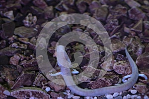 Proteus blind prehistoric pink salamander in cave water