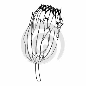 Proteus Flowers.Protea line illustration. Hand drawn illustration. Tropical king protea flower in bloom.