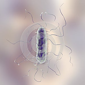 Proteus mirabilis bacterium