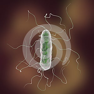 Proteus mirabilis bacterium photo