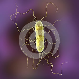 Proteus vulgaris bacterium