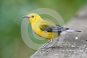 Prothonotary Warbler on boardwalk hiking trail at Phinizy Swamp Nature Park, Georgia