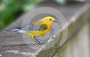 Prothonotary Warbler on boardwalk hiking trail at Phinizy Swamp Nature Park, Georgia